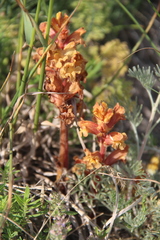Orobanche alba xanthostigma