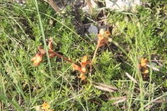Orobanche alba xanthostigma