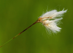 Eriophorum viridicarinatum