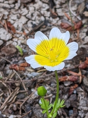 Limnanthes