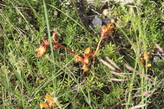 Orobanche alba xanthostigma