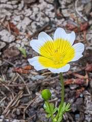 Limnanthes
