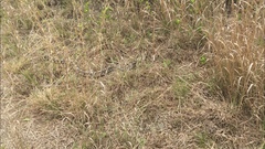 Pituophis melanoleucus melanoleucus