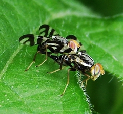 Rhagoletis striatella