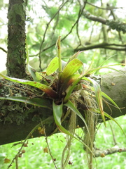 Tillandsia pastensis
