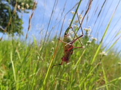 Barbitistes vicetinus
