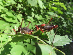 Barbitistes vicetinus