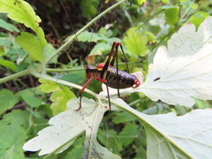 Barbitistes vicetinus