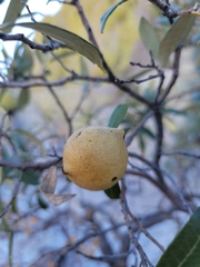 Quercus hypoleucoides