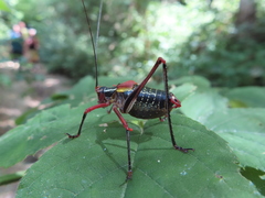 Barbitistes vicetinus