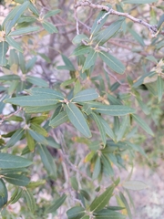 Quercus hypoleucoides