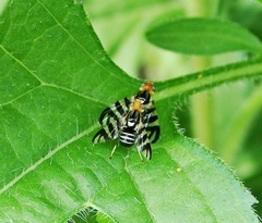 Rhagoletis striatella