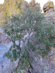 Quercus hypoleucoides