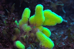 Botrylloides perspicuus