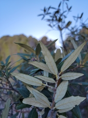 Quercus hypoleucoides