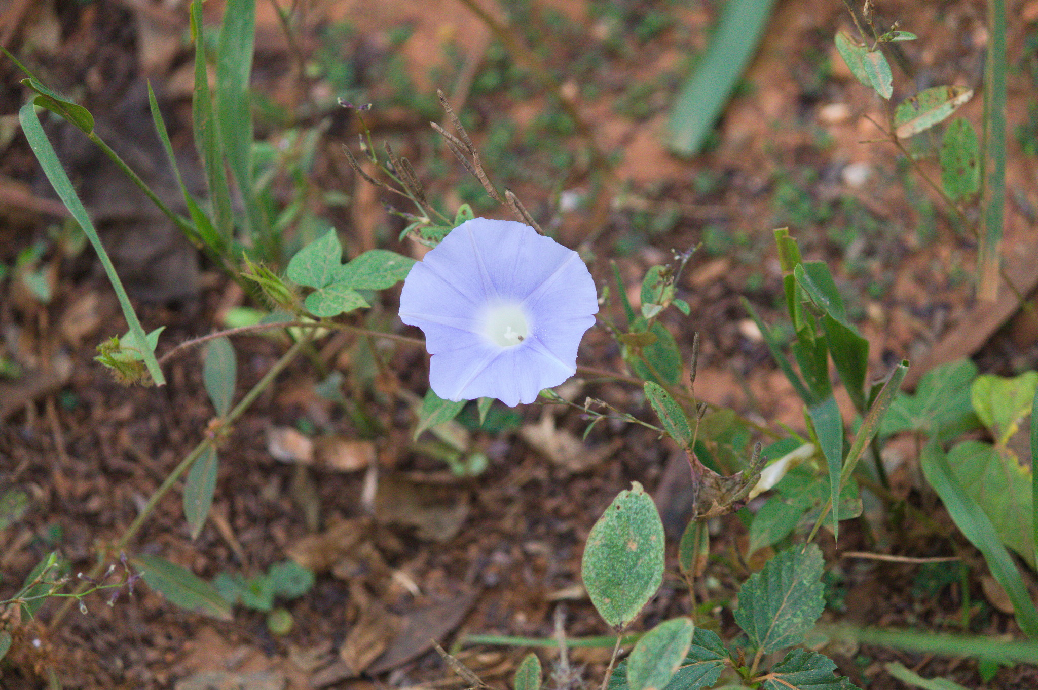 Ipomoea nil