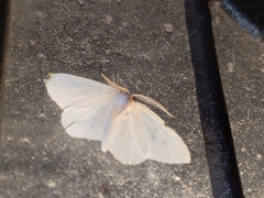 Lomographa vestaliata