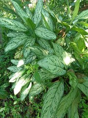 Aglaonema