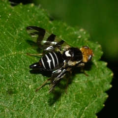 Rhagoletis striatella