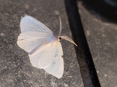 Lomographa vestaliata