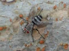 Microphthalma disjuncta