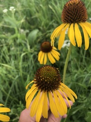 Echinacea paradoxa paradoxa