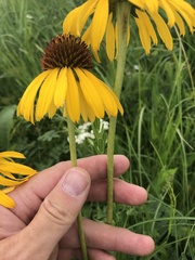 Echinacea paradoxa paradoxa