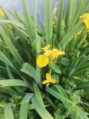 Iris pseudacorus