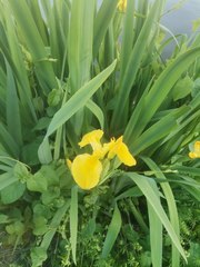 Iris pseudacorus