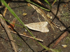 Dichomeris punctidiscellus