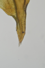 Leskea polycarpa