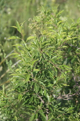 Rhamnus × spathulifolia