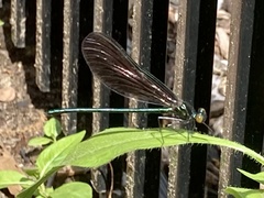Calopteryx maculata