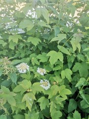 Viburnum opulus