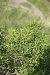 Rhamnus × spathulifolia