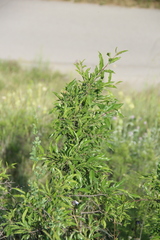 Rhamnus × spathulifolia