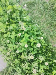 Trifolium repens