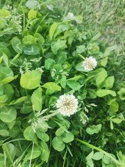 Trifolium repens