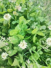 Trifolium repens