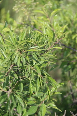 Rhamnus × spathulifolia