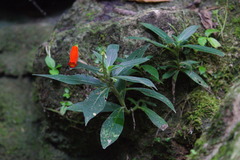 Seemannia sylvatica