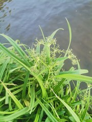 Scirpus sylvaticus