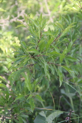 Rhamnus × spathulifolia