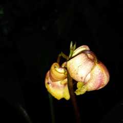 Warrea costaricensis