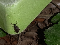 Otiorhynchus cribricollis