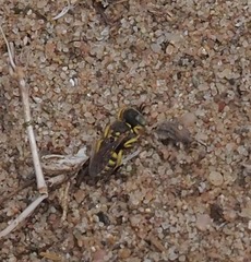 Oxybelus trispinosus