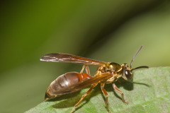 Polybia chrysothorax