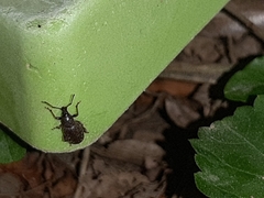 Otiorhynchus cribricollis