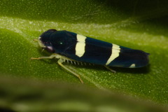Microgoniella