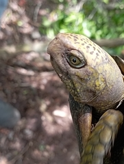 Terrapene carolina yucatana